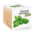 Basilicum