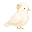 Witte duif