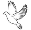 Witte duif