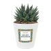 Gepersonaliseerde pot met plant