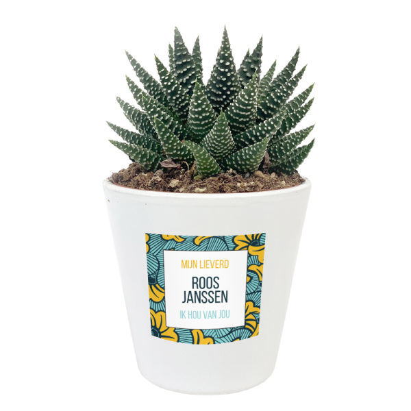 Gepersonaliseerde bloempot en Haworthia - Ghana