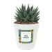 Gepersonaliseerde bloempot en Haworthia - Ghana