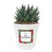 Bloempot en plant personaliseren