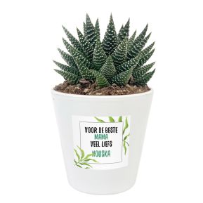 Bloempot met Haworthia bedrukken - Bloemen design