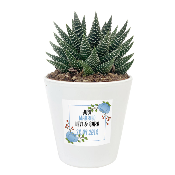 Gepersonaliseerde bloempot met plant