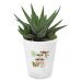 Bloempot met Haworthia bedrukken - Bloemen design Jungle