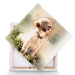 Foto met waterverf effect - hondje