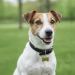 Gegraveerde botpenning voor hond Gegraveerde botpenning voor hond
