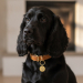 Ronde gegraveerde penning voor hond of kat Ronde gegraveerde penning voor hond of kat
