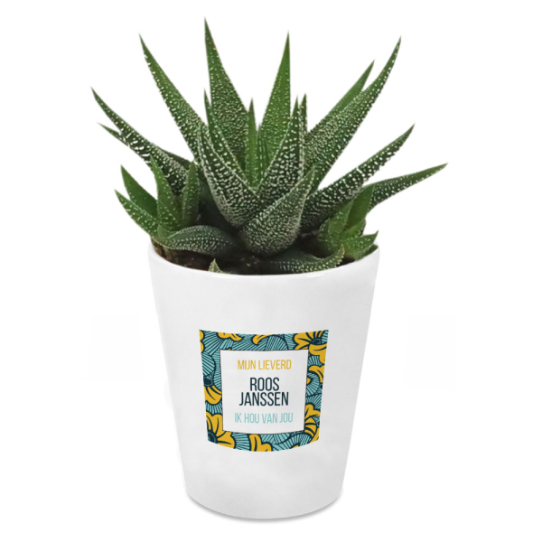 Gepersonaliseerde bloempot en Haworthia - Ghana