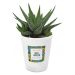 Gepersonaliseerde bloempot en Haworthia - Ghana